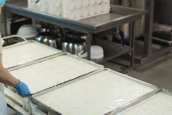 Cheese processing dairy 2